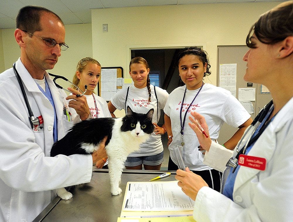 What is Vet School like - Tuition Fees Veterinary Universities in Europe