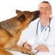 What does a Doctor of Veterinary Medicine Do?